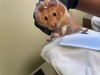 adoptable Hamster in pasadena, CA named GLIMMER
