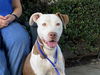 adoptable Dog in pasadena, CA named IRIS