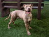 adoptable Dog in pasadena, CA named PUP TART