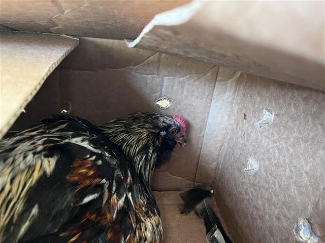 adoptable Chicken in Pasadena, CA named A522441