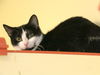 adoptable Cat in pasadena, CA named AMAYA