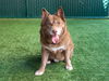 adoptable Dog in pasadena, CA named BEAR