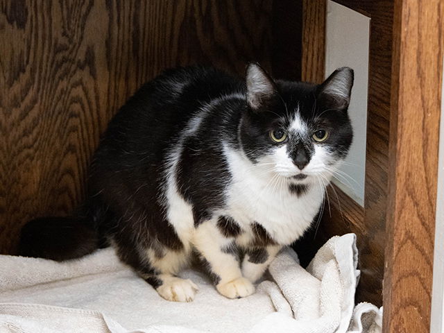adoptable Cat in Pasadena, CA named UTE