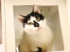 adoptable Cat in pasadena, CA named UTAH