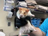 adoptable Hamster in pasadena, CA named EMMETT