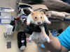 adoptable Hamster in pasadena, CA named CARLISLE