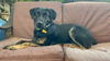 adoptable Dog in pasadena, CA named JOHN WAYNE