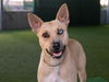 adoptable Dog in  named ANGELITA