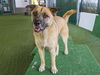 adoptable Dog in pasadena, CA named KONA