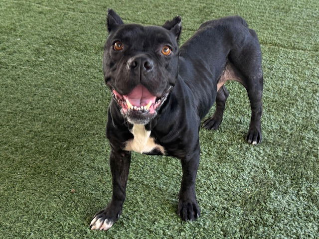 adoptable Dog in Pasadena, CA named ZORRIE