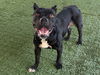 adoptable Dog in pasadena, CA named ZORRIE