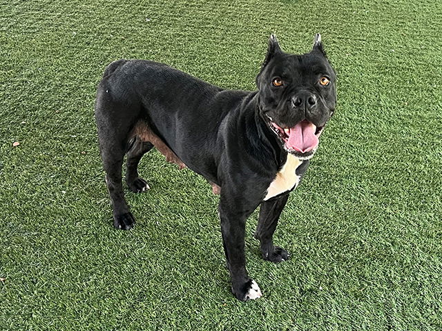 adoptable Dog in Pasadena, CA named ZORRIE