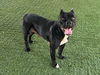 adoptable Dog in  named ZORRIE