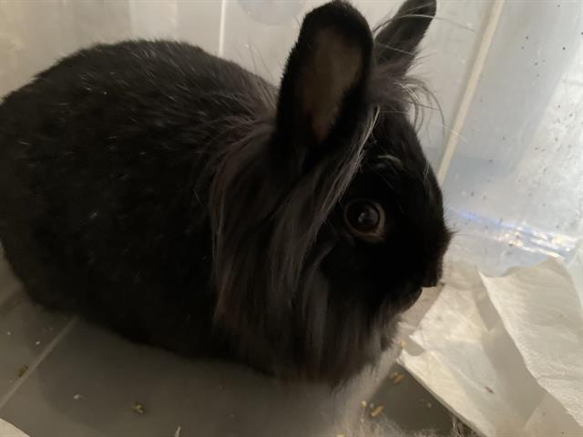 adoptable Rabbit in Pasadena, CA named HONEY