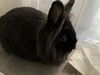 adoptable Rabbit in pasadena, CA named HONEY