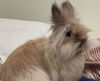 adoptable Rabbit in pasadena, CA named MANUKA