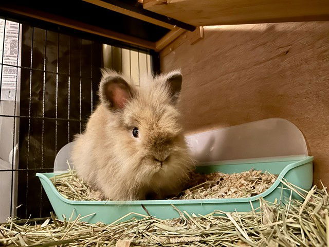 adoptable Rabbit in Pasadena, CA named BEE