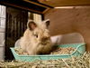 adoptable Rabbit in pasadena, CA named BEE