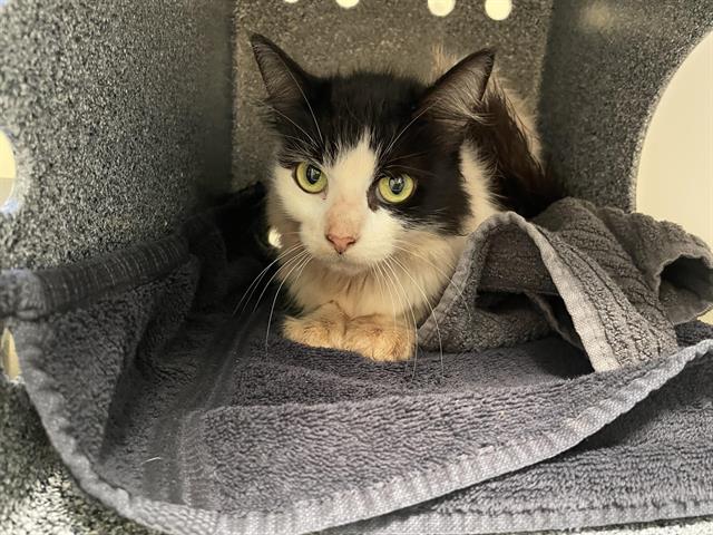 adoptable Cat in Pasadena, CA named BELLA