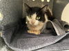 adoptable Cat in pasadena, CA named BELLA