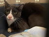 adoptable Cat in pasadena, CA named GREY GREY