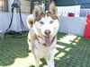 adoptable Dog in pasadena, CA named TEDDY