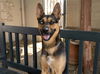 adoptable Dog in pasadena, CA named ZENON