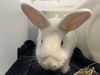 adoptable Rabbit in pasadena, CA named MOCHI