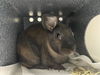 adoptable Rabbit in pasadena, CA named MISO