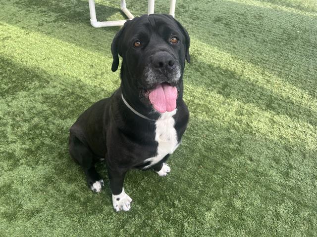 adoptable Dog in Pasadena, CA named BRUNO