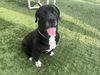 adoptable Dog in pasadena, CA named BRUNO