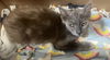adoptable Cat in pasadena, CA named FINK