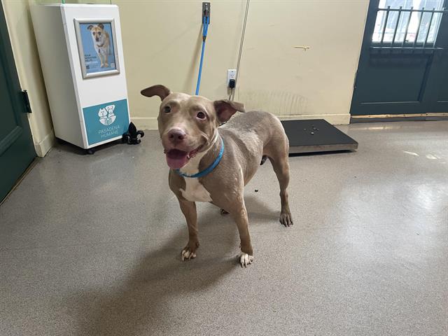 adoptable Dog in Pasadena, CA named BABY