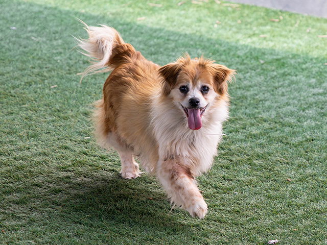 adoptable Dog in Pasadena, CA named CODY