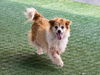 adoptable Dog in pasadena, CA named CODY