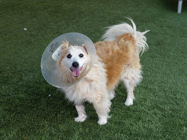 adoptable Dog in Pasadena, CA named CHARLIE