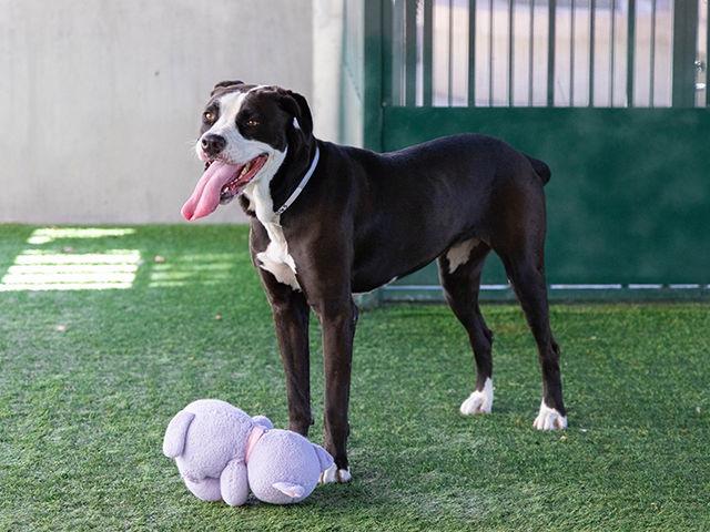 adoptable Dog in Pasadena, CA named ANNABELLE