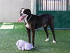 adoptable Dog in pasadena, CA named ANNABELLE
