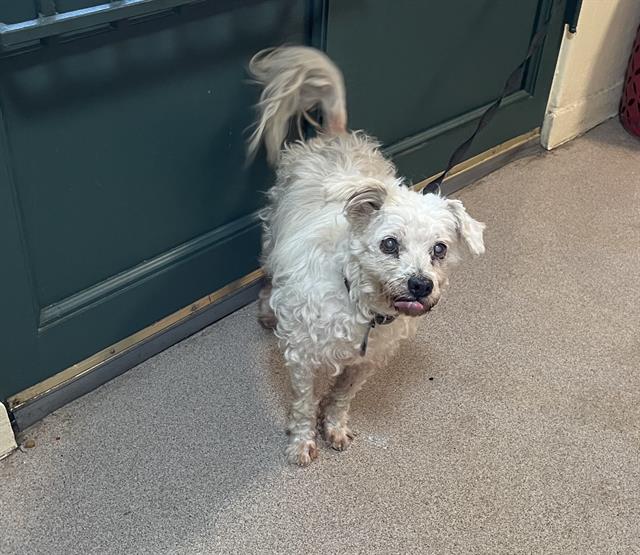 adoptable Dog in Pasadena, CA named EUGENE
