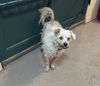 adoptable Dog in pasadena, CA named EUGENE