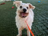 adoptable Dog in  named EUGENE