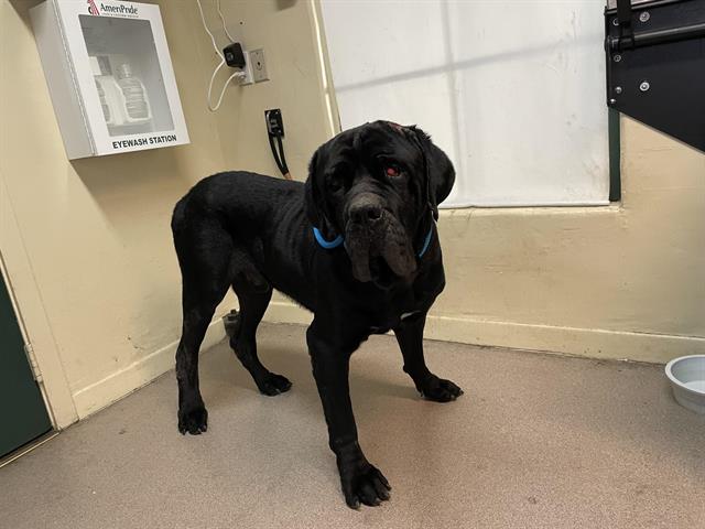 adoptable Dog in Pasadena, CA named REX