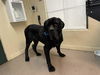 adoptable Dog in pasadena, CA named REX
