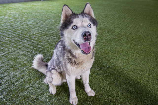 adoptable Dog in Pasadena, CA named CRYPTO