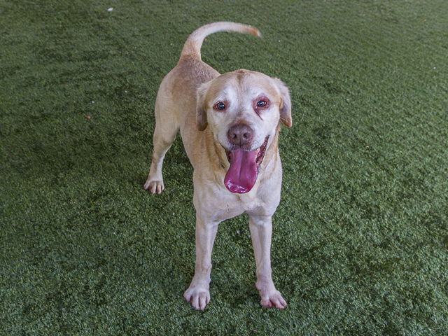 adoptable Dog in Pasadena, CA named BUSTER