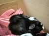 adoptable Guinea Pig in pasadena, CA named GAIA