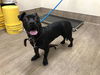 adoptable Dog in pasadena, CA named MA CHERIE
