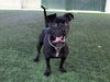 adoptable Dog in  named MA CHERIE