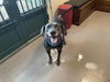 adoptable Dog in pasadena, CA named JIMMY