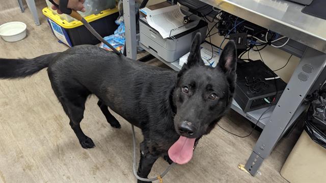 adoptable Dog in Pasadena, CA named LINK